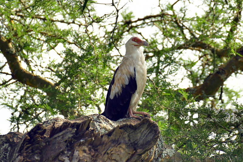 棕榈鹫图片素材