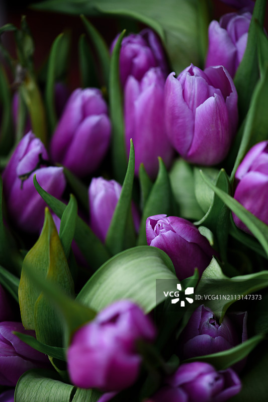 紫色郁金香图片素材