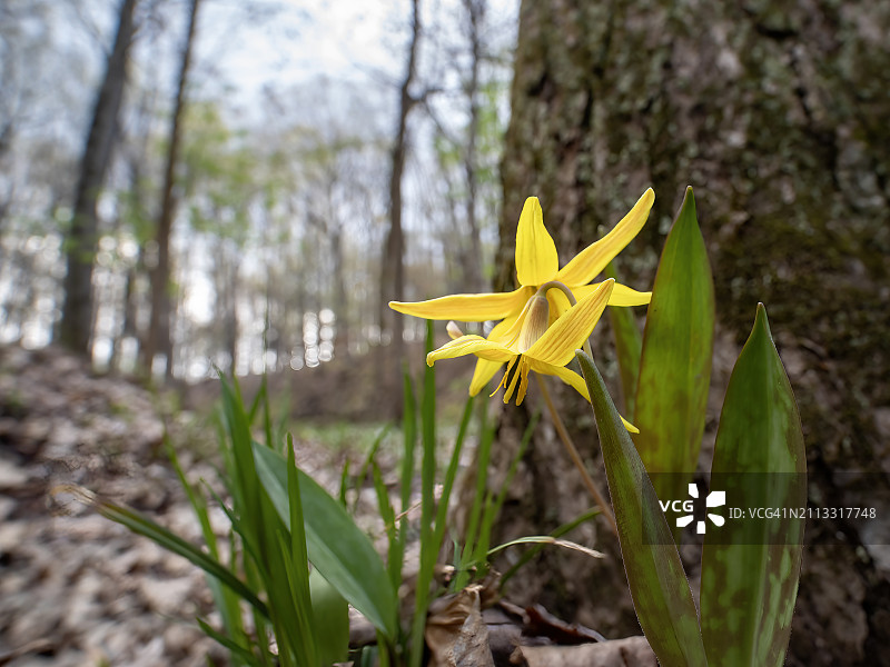 黄延龄草图片素材
