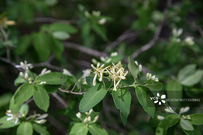 金银花图片素材