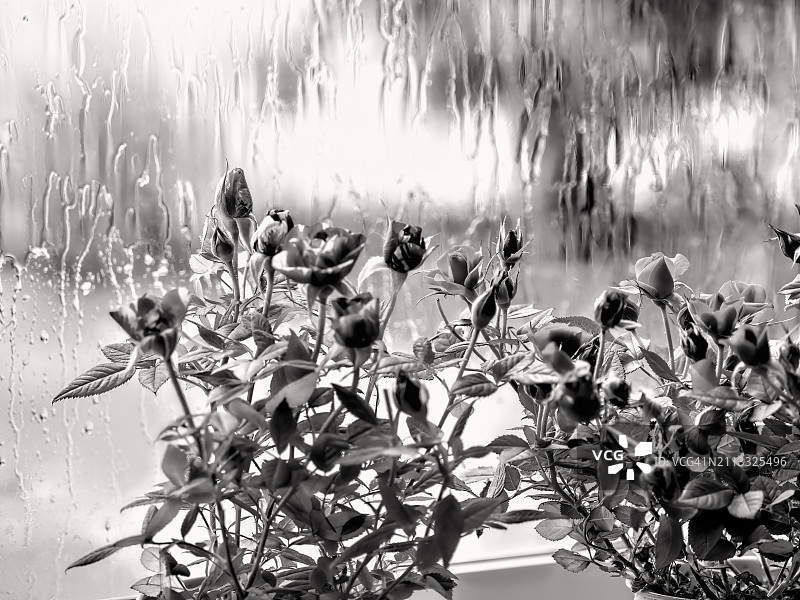 窗边的单色玫瑰花图片素材