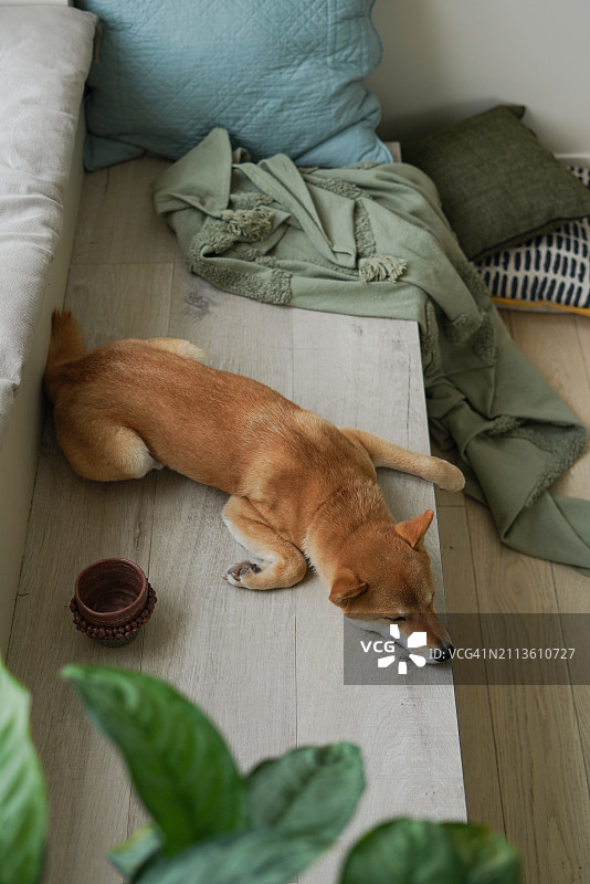 家养姜黄色小狗在温暖舒适的窗台上盖着枕头和毯子做梦图片素材