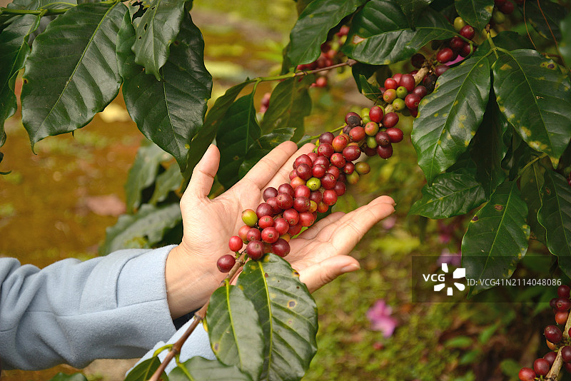 农民手中的红色咖啡樱桃图片素材