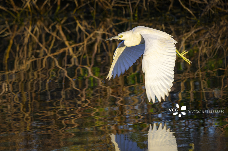 蓝鹭（Egretta caerulea）图片素材