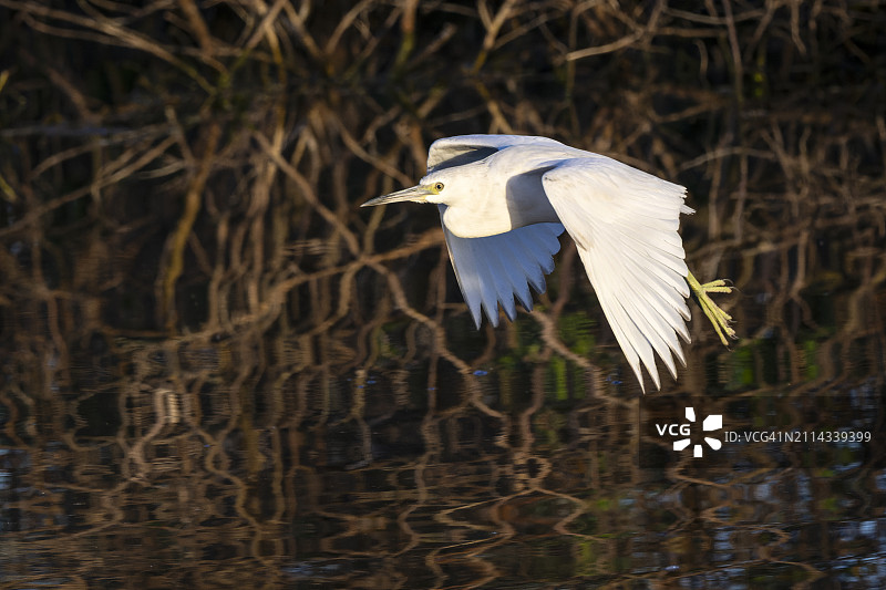 蓝鹭（Egretta caerulea）图片素材