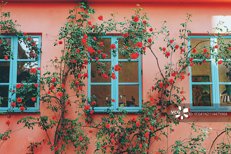 攀缘玫瑰环绕着粉色房屋的正面，蓝色窗户图片素材