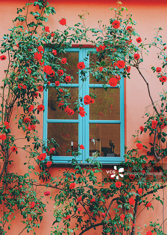 攀缘玫瑰环绕着粉色房屋的正面，蓝色窗户图片素材