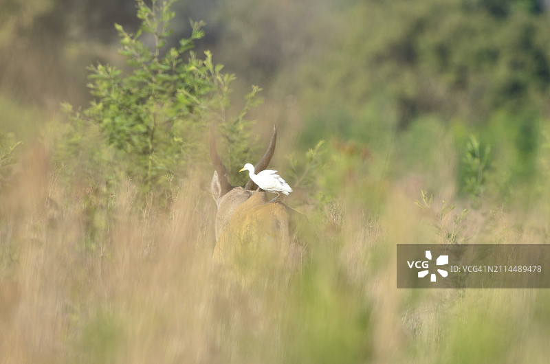 大羚羊和白鹭图片素材