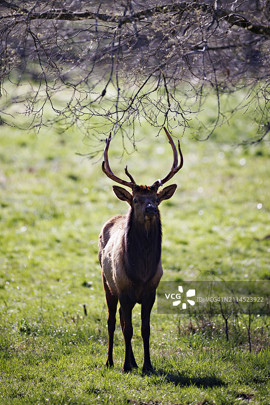 阿肯色州布法罗国家公园Boxley山谷中吃草的麋鹿图片素材