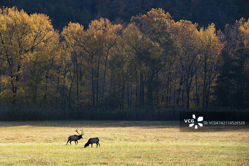 麋鹿在阿肯色州蓬卡附近的布法罗国家河流谷放牧图片素材