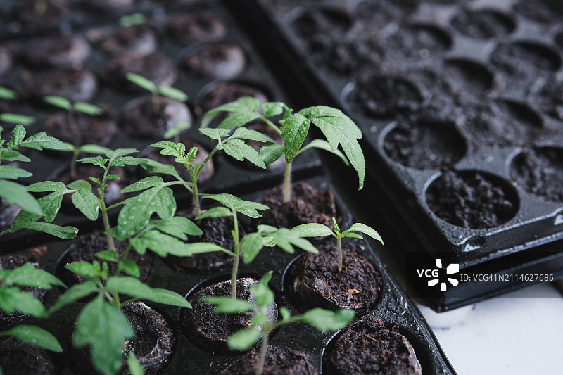 室内播种：在窗台上容器中生长的蔬菜幼苗，春季园艺概念图片素材