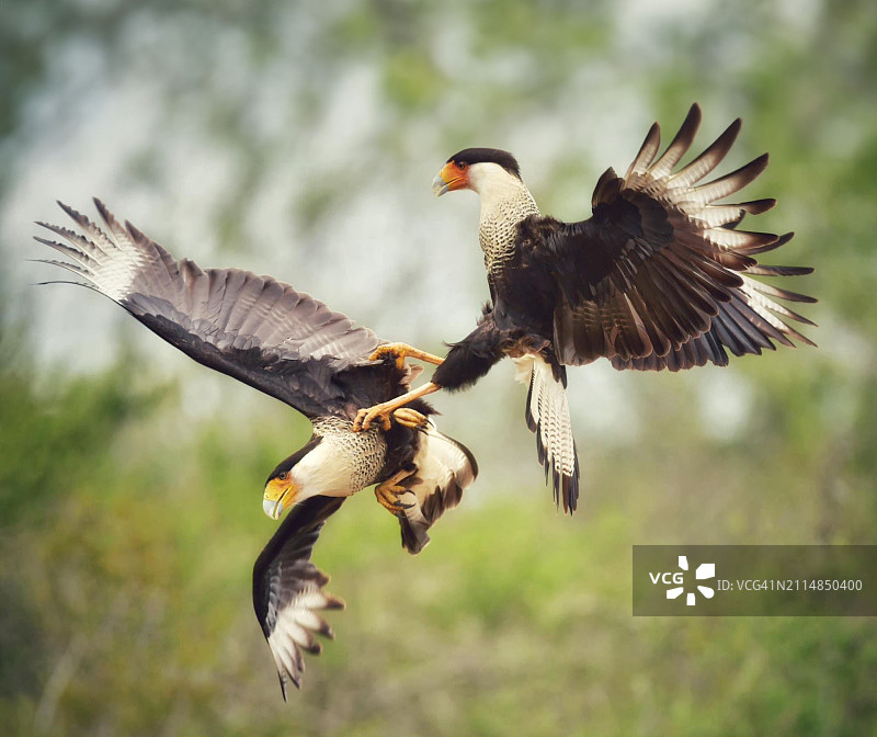 凤头卡拉鹰在美国德克萨斯州南部进行空中战斗图片素材