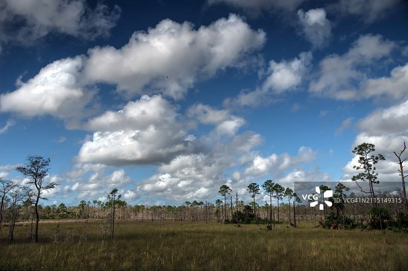 佛罗里达大沼泽地上空引人注目的云彩和一些斜纹松图片素材
