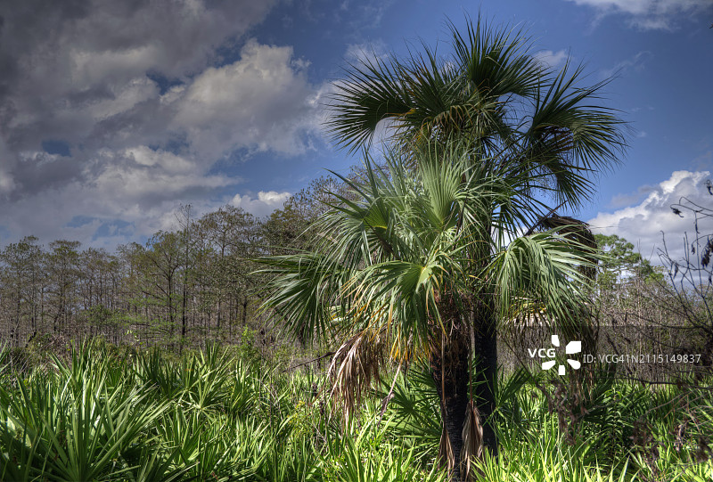 佛罗里达大沼泽地和棕榈树的壮丽云彩图片素材