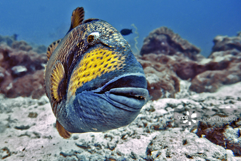 马尔代夫绿色巨型扳机鱼图片素材