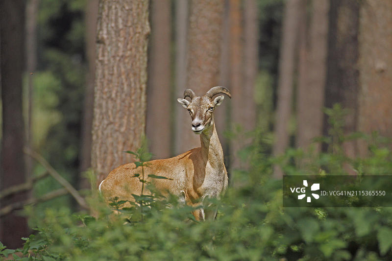 欧洲摩弗伦羊，德国北莱茵-威斯特法伦地区的森林中，一头雌性摩弗伦羊在树木间保持警惕图片素材