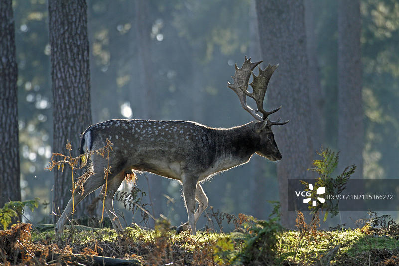 德国北莱茵-威斯特法伦州哈尔滕森林中，清晨时分长着独特鹿角的单只雄黇鹿图片素材