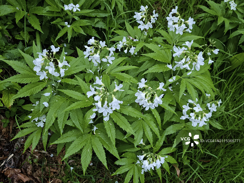 沿卡诺比诺溪流(Torrente Cannobino)生长的羽状珊瑚根(Cardamine heptaphylla),联合国教科文组织提契诺-瓦尔格兰德-韦尔巴诺生物圈保护区图片素材