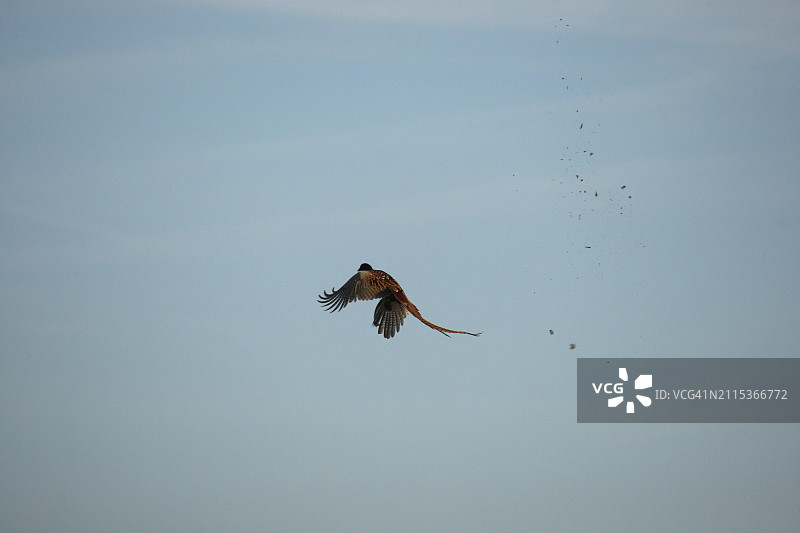 奥地利：飞行中被猎枪击中的野鸡图片素材