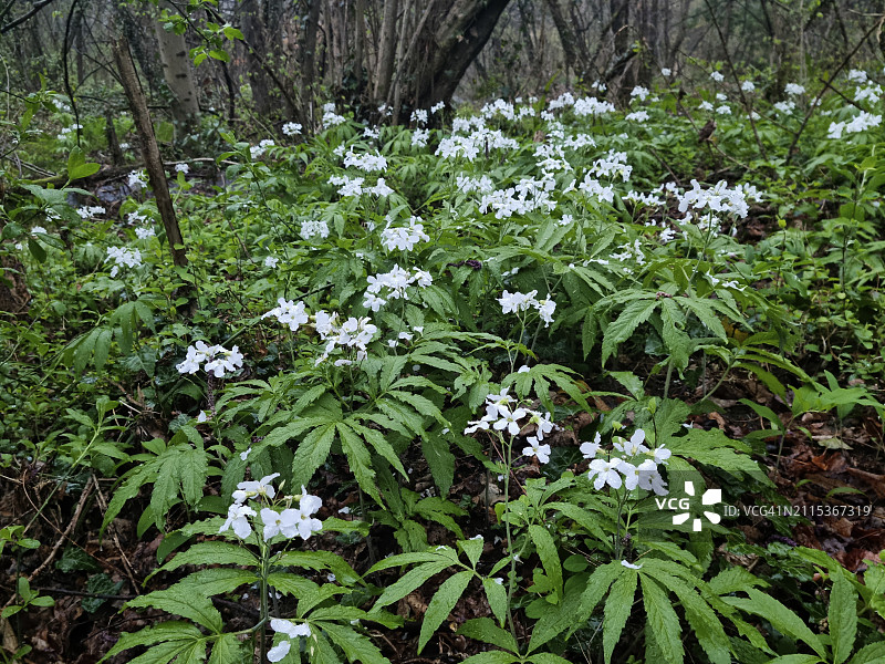 沿卡诺比诺溪流(Torrente Cannobino)生长的羽状珊瑚根(Cardamine heptaphylla),联合国教科文组织提契诺-瓦尔格兰德-韦尔巴诺生物圈保护区图片素材
