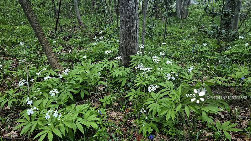 沿卡诺比诺溪流(Torrente Cannobino)生长的羽状珊瑚根(Cardamine heptaphylla),联合国教科文组织提契诺-瓦尔格兰德-韦尔巴诺生物圈保护区图片素材