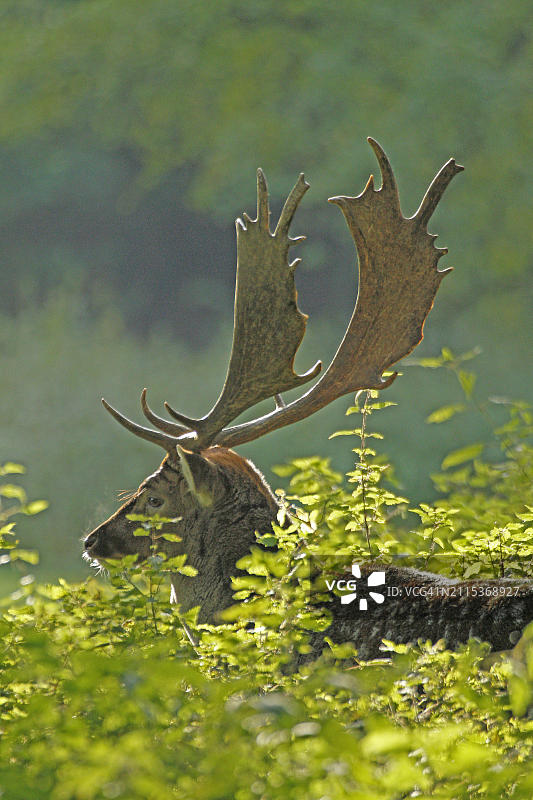 绿叶衬托下，长着壮丽鹿角的黇鹿头部图片素材