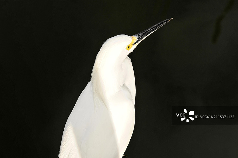 古巴卡约科科岛白鹭特写图片素材