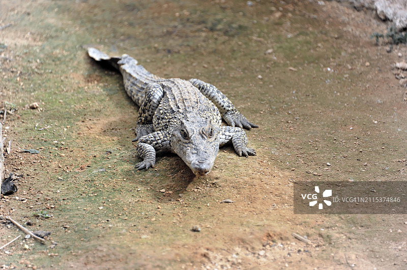 古巴萨帕塔半岛鳄鱼养殖场的休闲鳄鱼图片素材