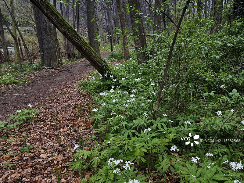 沿卡诺比诺溪流（Torrente Cannobino）生长的羽状珊瑚根（Cardamine heptaphylla），联合国教科文组织提契诺-瓦尔格兰德-韦尔巴诺生物圈保护区图片素材