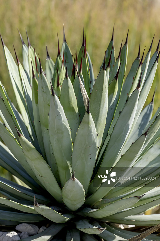 德国莱茵兰-普法尔茨的大型龙舌兰图片素材