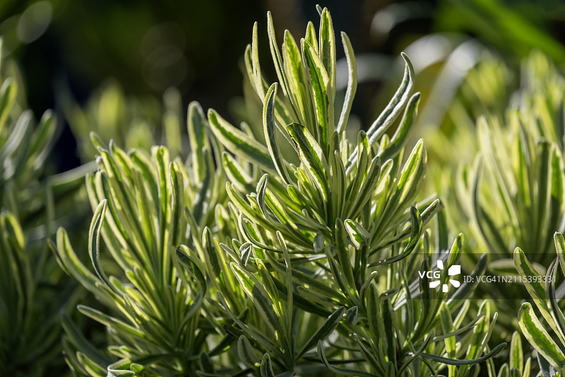 迷迭香特写，德国莱茵兰-普法尔茨图片素材