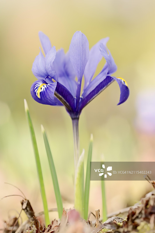 网脉鸢尾花，观赏植物，德国北莱茵-威斯特法伦图片素材