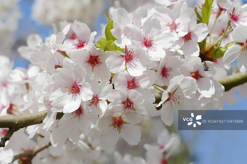 野生欧洲甜樱桃，春季开花，德国北莱茵-威斯特法伦图片素材