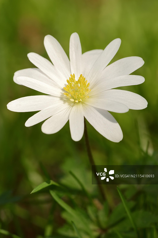 蓝色银莲花，花园植物，德国北莱茵-威斯特法伦图片素材