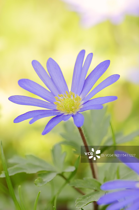 蓝色银莲花，花卉，花园植物，德国北莱茵-威斯特法伦图片素材