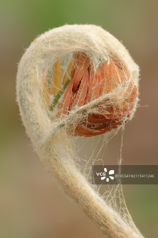 德国北美红肉桂蕨春季叶片萌发图片素材
