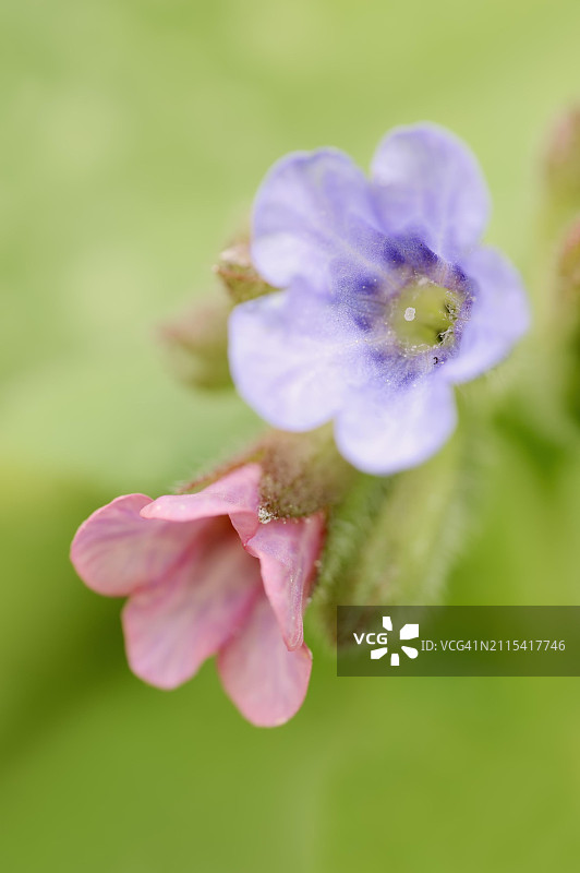 肺草或普通肺草 (Pulmonaria officinalis)，花朵，德国北莱茵-威斯特法伦州，欧洲图片素材