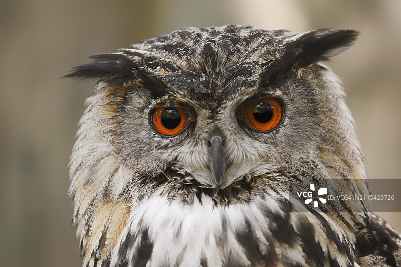 欧亚雕鸮的肖像，圈养，德国北莱茵-威斯特法伦州图片素材
