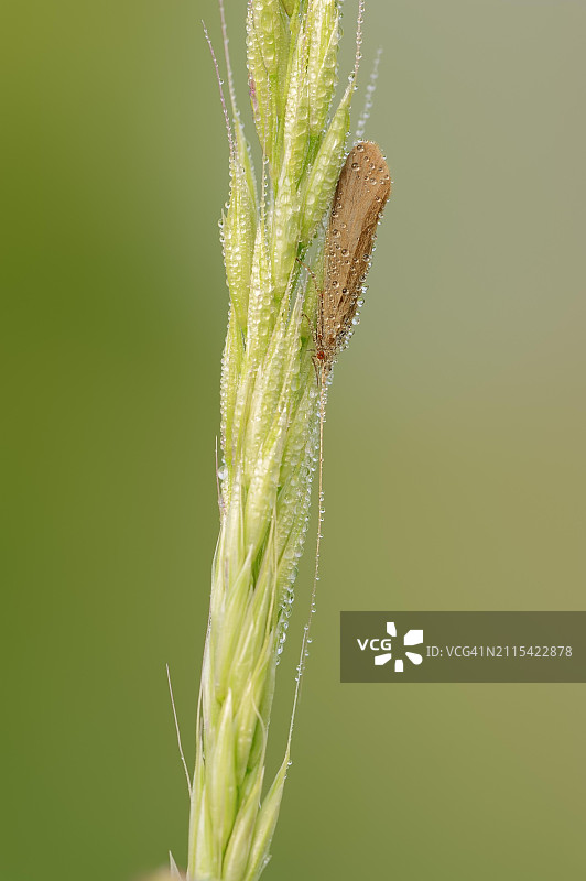北莱茵-威斯特法伦的毛翅目昆虫图片素材