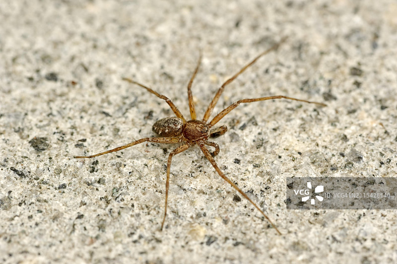 漫游蟹蛛（雌性），德国北莱茵-威斯特法伦图片素材