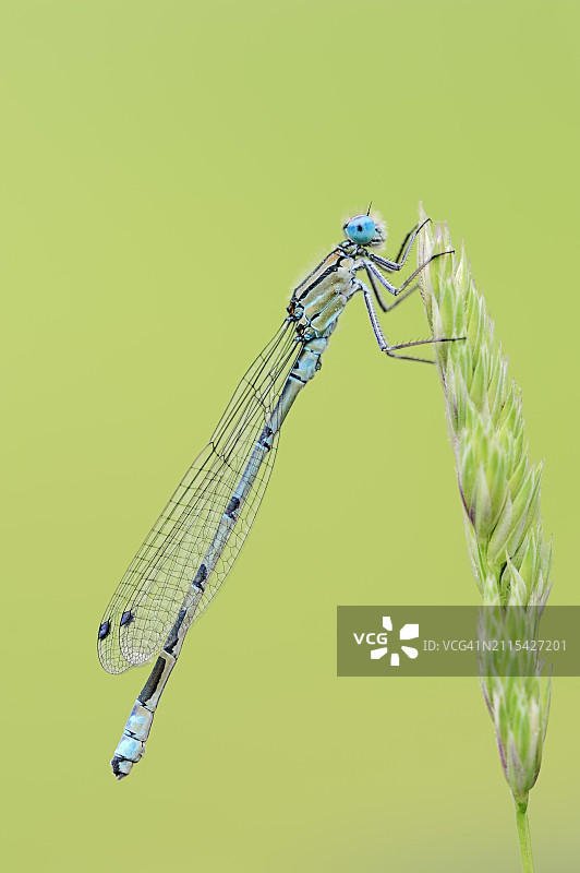 雄性普通蓝蜻图片素材