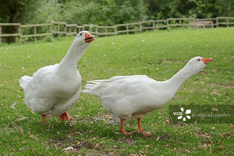 埃姆登鹅，自由放养的家鹅，德国北莱茵-威斯特法伦图片素材