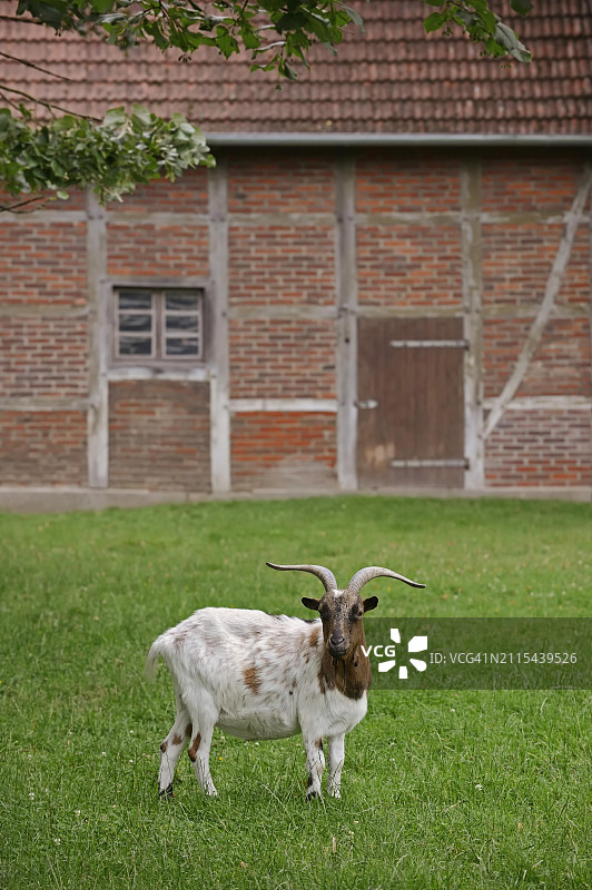 家山羊，北莱茵-威斯特法伦州，德国，欧洲图片素材