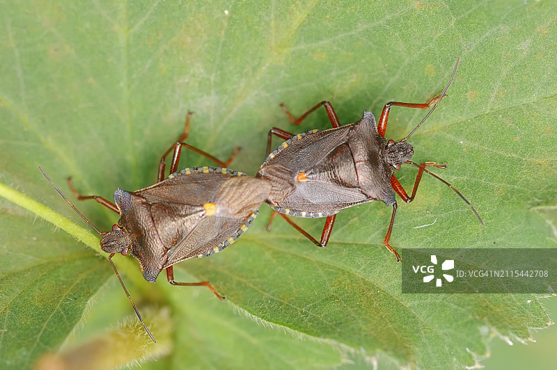 森林椿象交配，德国北莱茵-威斯特法伦图片素材