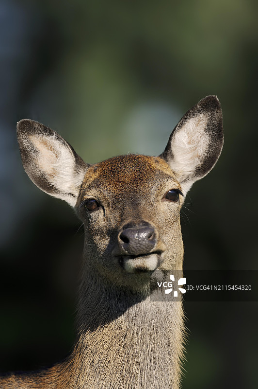 东北梅花鹿雌性特写，圈养图片素材