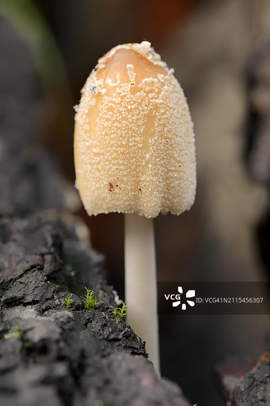 云母鬼伞，德国北莱茵-威斯特法伦图片素材