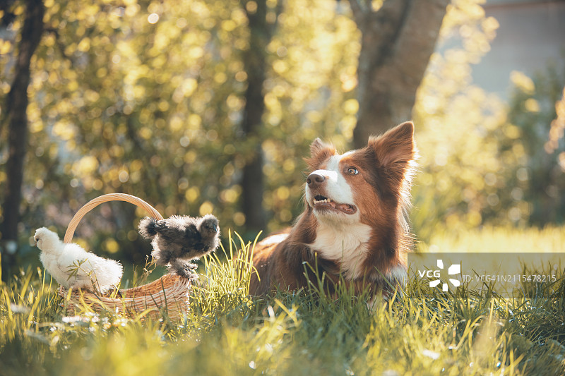 篮子里的幼鸡和小狗图片素材