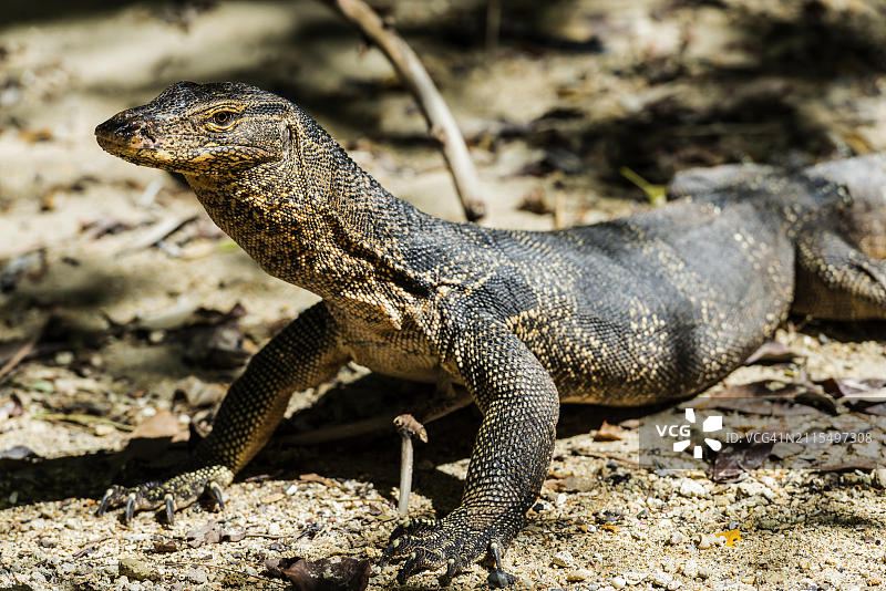 水巨蜥（Varanus salvator），巨蜥，蜥蜴，爬行动物，野生动物，泰国甲米图片素材
