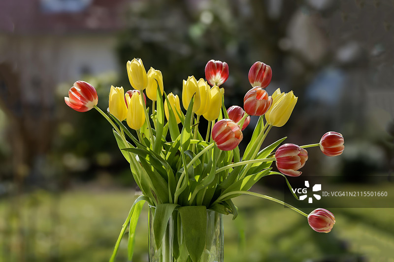 阳光下的黄色、红色和白色郁金香花束，德国图片素材