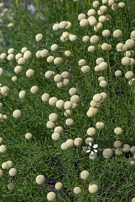 德国梅克伦堡-前波美拉尼亚的绿色圣草图片素材